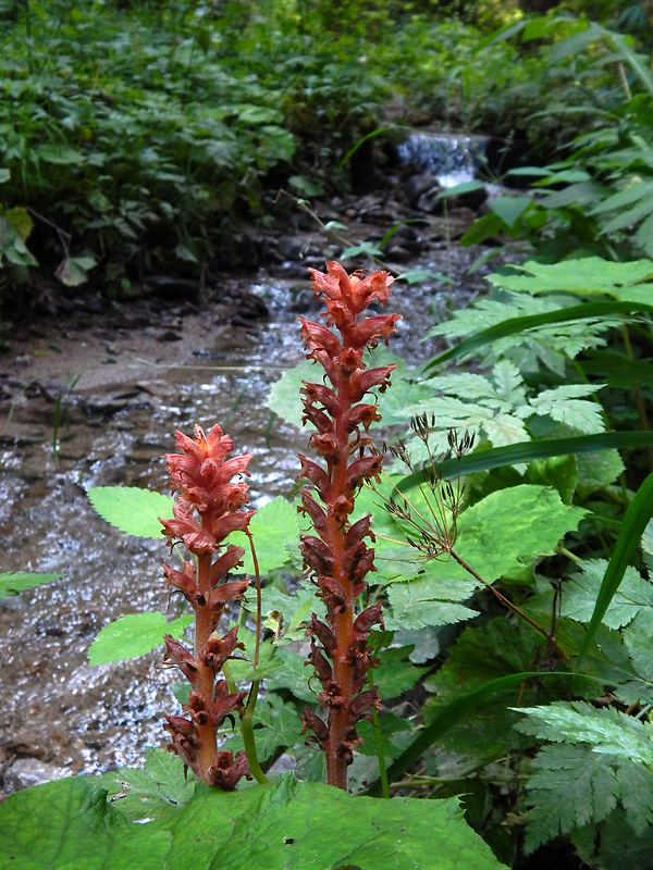 záraza červenožltá Orobanche flava F. W. Schultz