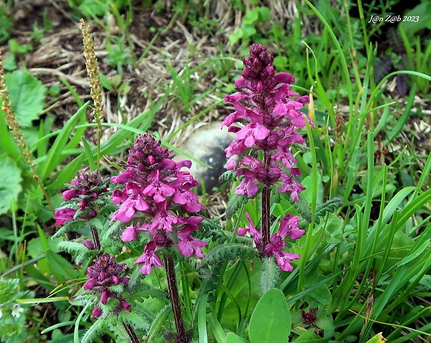 všivec praslenatý Pedicularis verticillata L.