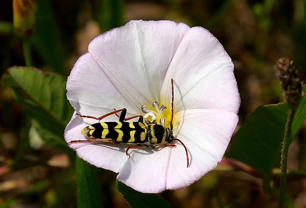 fuzáč (sk) / kuloštítník (cz) Plagionotus floralis (Pallas, 1773)