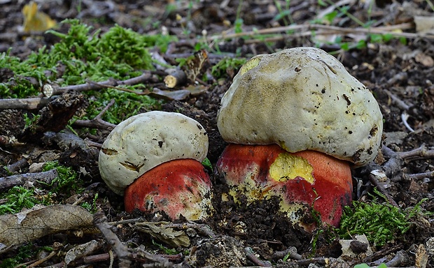 hríb Le Galovej Rubroboletus legaliae (Pilát & Dermek) Della Maggiora & Trassin.