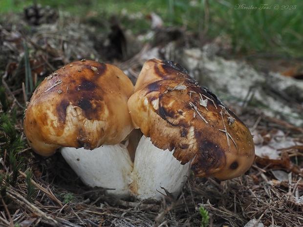 plávka smradľavá Russula foetens Pers.