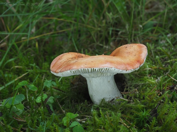 plávka úhľadná Russula rosea Pers.