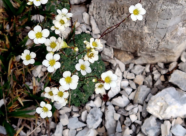 lomikameň sivý Saxifraga caesia L.