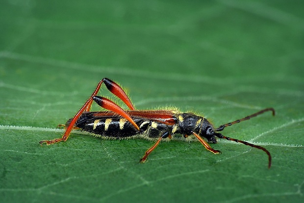 fuzáč (sk) / tesařík rudokrový (cz) Stenopterus rufus (Linnaeus, 1767)