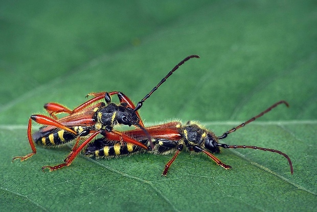 fuzáč (sk) / tesařík rudokrový (cz) Stenopterus rufus (Linnaeus, 1767)