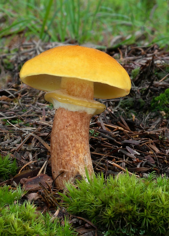 masliak smrekovcový Suillus grevillei (Klotzsch) Singer