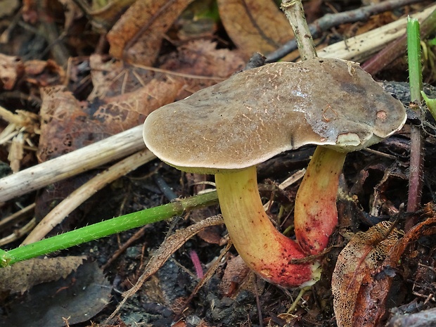 suchohríb pásikavý Xerocomellus cisalpinus (Simonini, H. Ladurner & Peintner) Klofac