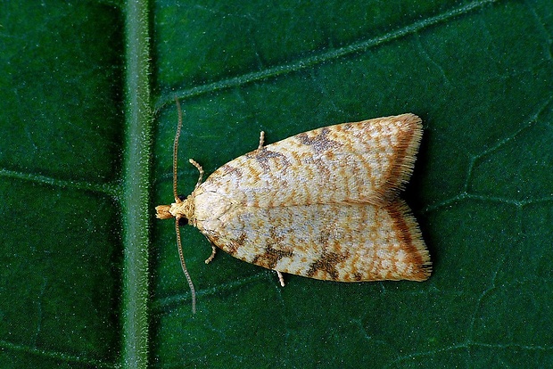 obaľovač dubový (sk) / obaleč dubinový (cz) Aleimma loeflingiana (Linnaeus, 1758)