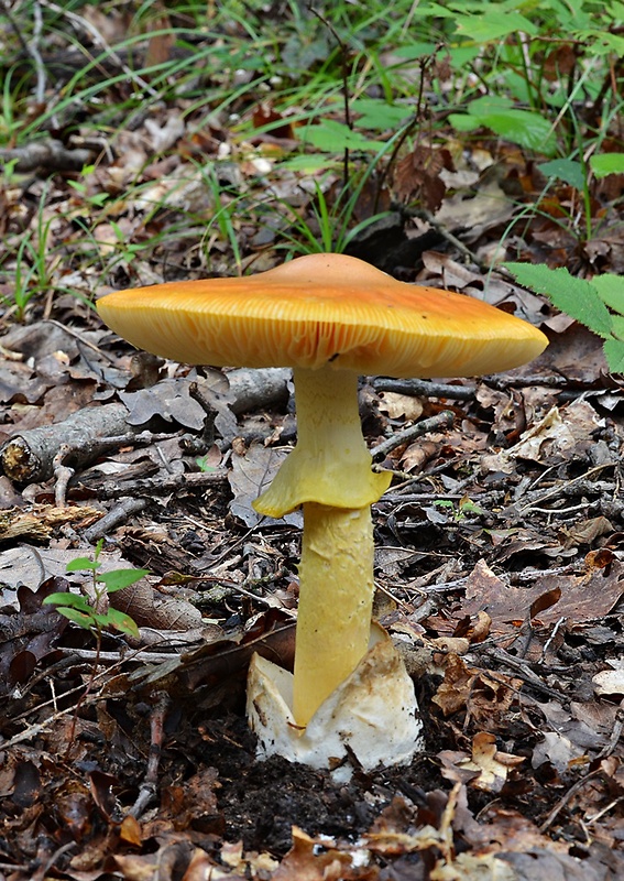 muchotrávka cisárska Amanita caesarea (Scop.) Pers.