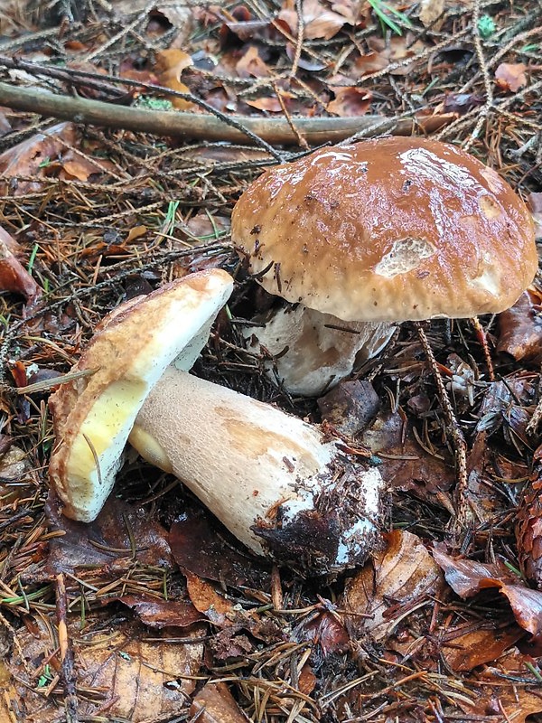 hríb smrekový Boletus edulis Bull.