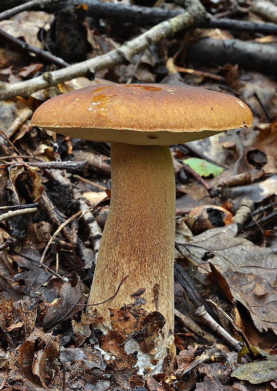 hríb dubový Boletus reticulatus Schaeff.