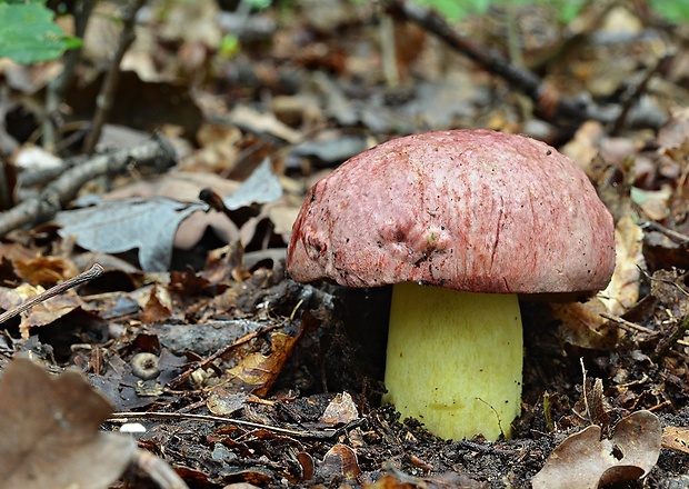 hríb kráľovský Butyriboletus regius (Krombh.) D. Arora & J.L. Frank