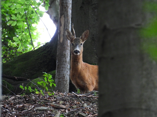 srnec lesný Capreolus capreolus