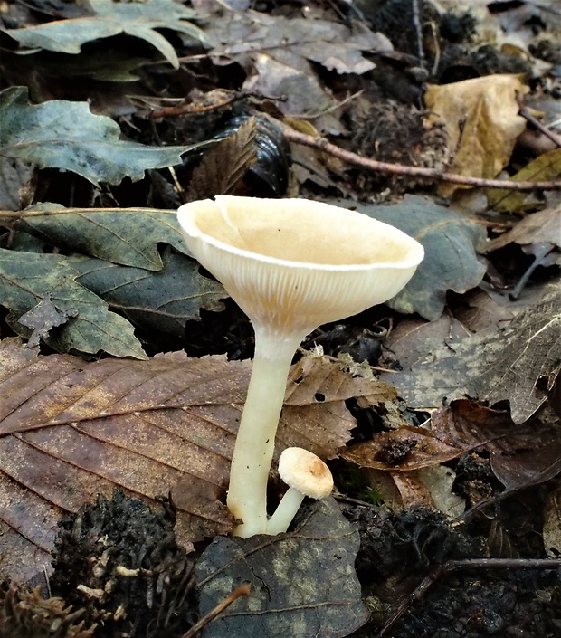 strmuľka lievikovitá Clitocybe gibba (Pers.) P. Kumm.