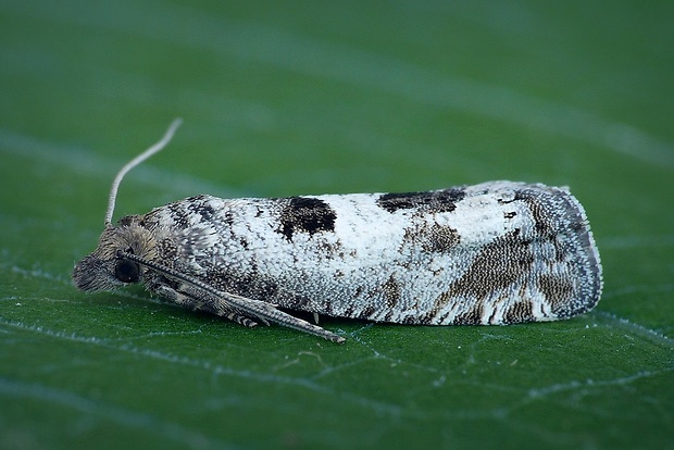 obaľovač modrosivý (sk) / obaleč (cz) Epiblema similana (Denis & Schiffermüller, 1775)