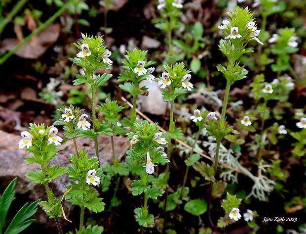 očianka tatranská Euphrasia tatrae Wettst.