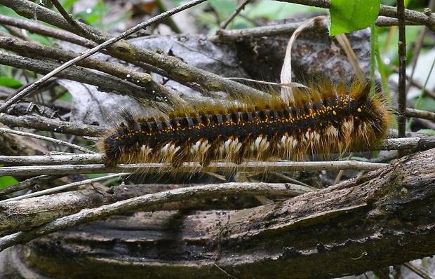 priadkovec trávový Euthrix potatoria