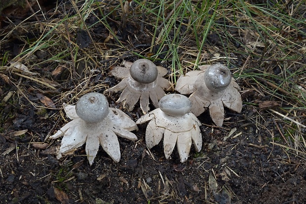 hviezdovka tmavá Geastrum coronatum Pers.