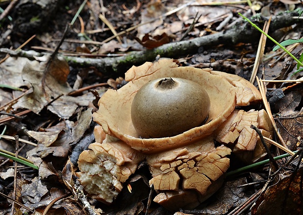 hviezdovka trojitá Geastrum triplex Jungh.