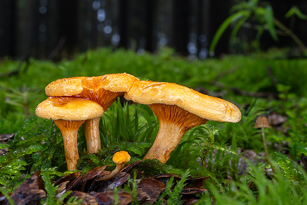 líška oranžová Hygrophoropsis aurantiaca (Wulfen) Maire