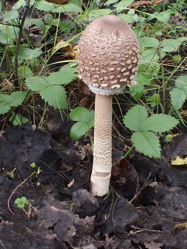 bedľa vysoká Macrolepiota procera (Scop.) Singer