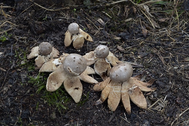 mnohokrčka dierkovaná Myriostoma coliforme (Dicks.) Corda