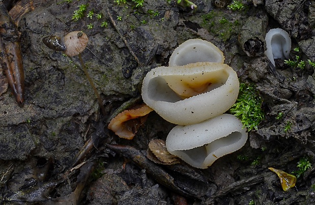 čiaška Peziza sp.