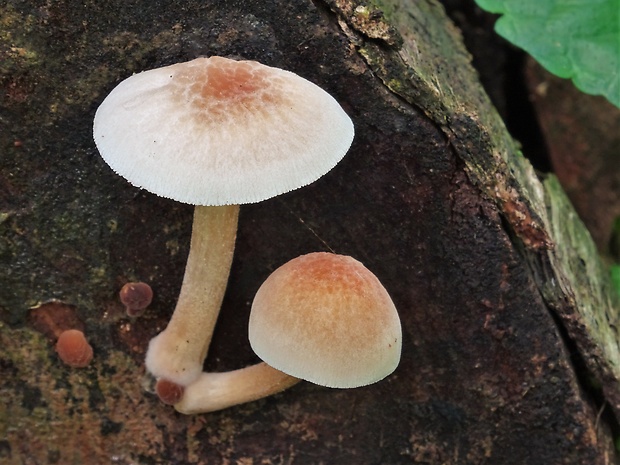 štítovka zamatová Pluteus plautus (Weinm.) Gillet