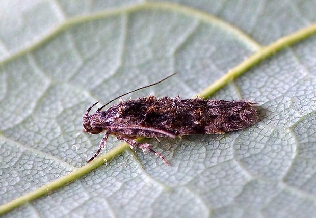 psota šupinkatá Psoricoptera gibbosella