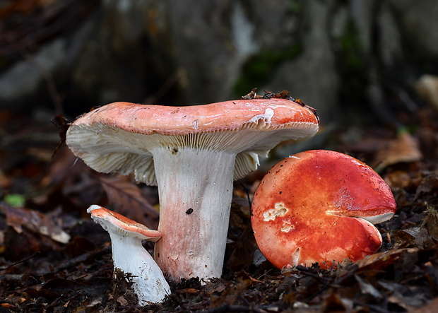 plávka úhľadná Russula rosea Pers.