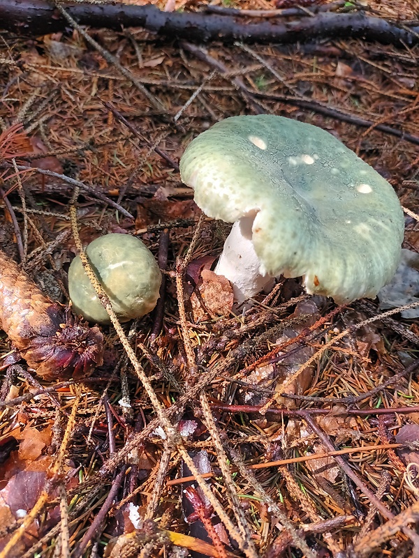 plávka zelenkastá Russula virescens (Schaeff.) Fr.