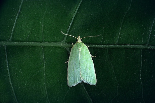 obaľovač zelený (sk) / obaleč dubový (cz) Tortrix viridana (Linnaeus, 1758)