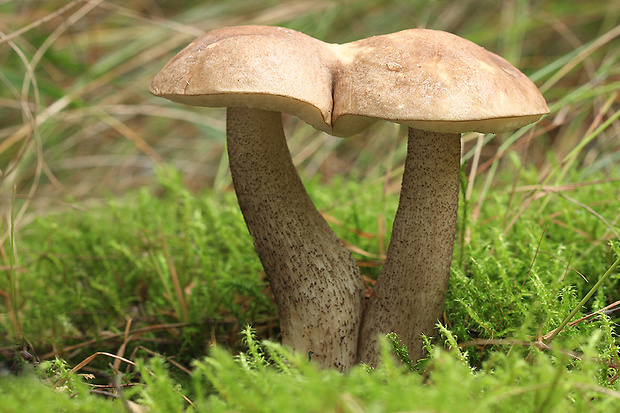 kozák brezový Leccinum scabrum (Bull.) Gray