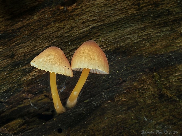 prilbička žltohlúbiková Mycena renati Quél.