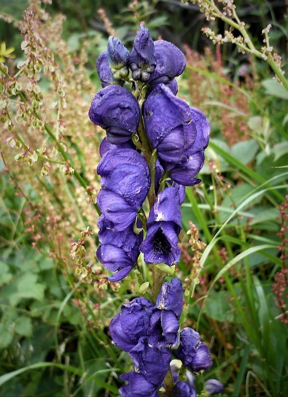 prilbica tuhá Aconitum firmum Rchb.