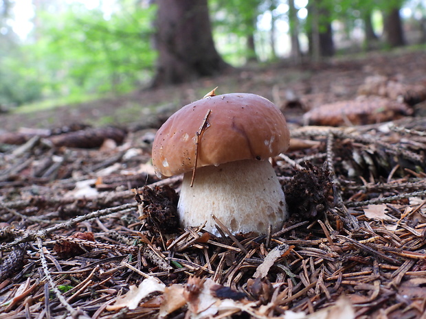 hríb smrekový Boletus edulis Bull.