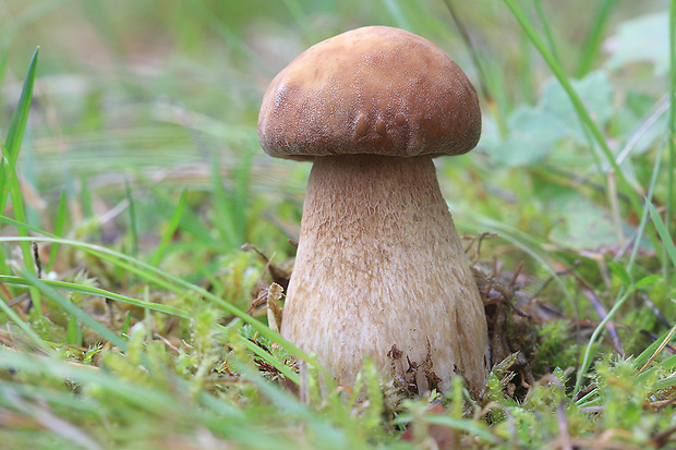 hríb dubový Boletus reticulatus Schaeff.