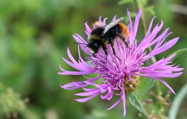 čmeliak zemný Bombus terrestris