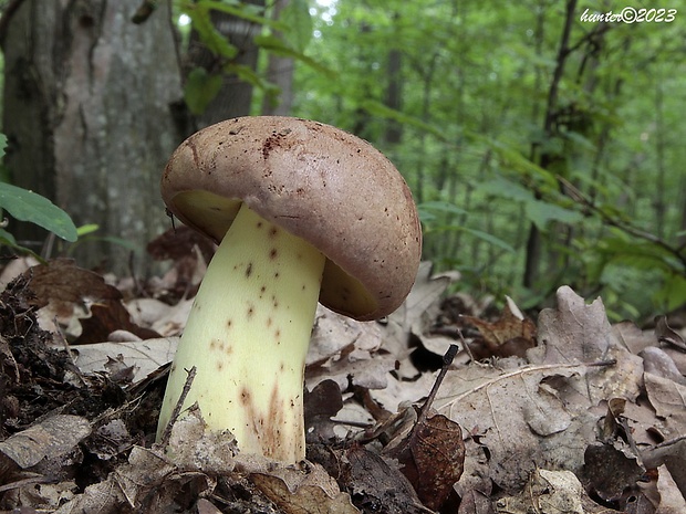 hríb príveskatý Butyriboletus appendiculatus (Schaeff. ex Fr.) Secr.