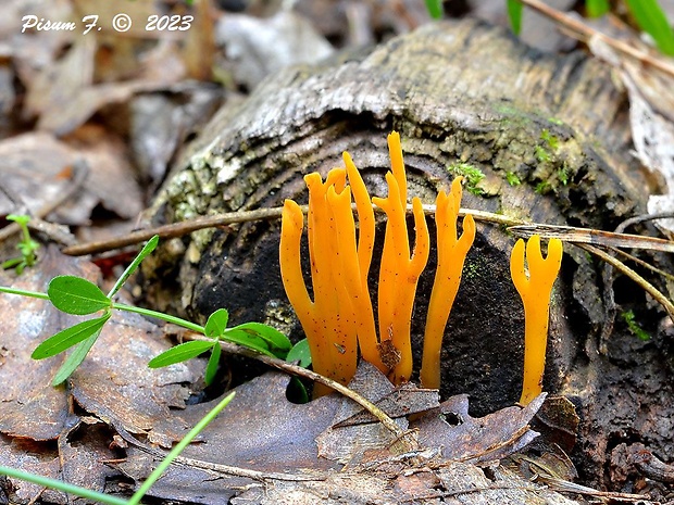 parôžkovec lepkavý Calocera viscosa (Pers.) Fr.