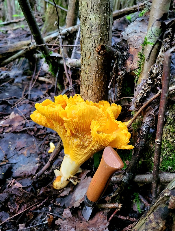 kuriatko bledé Cantharellus pallens Pilát