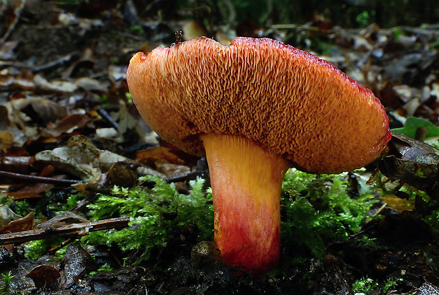 rubínovec obyčajný Chalciporus rubinus (W.G. Sm.) Singer