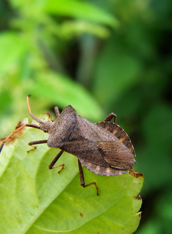 obrubnica šťavelová Coreus marginatus