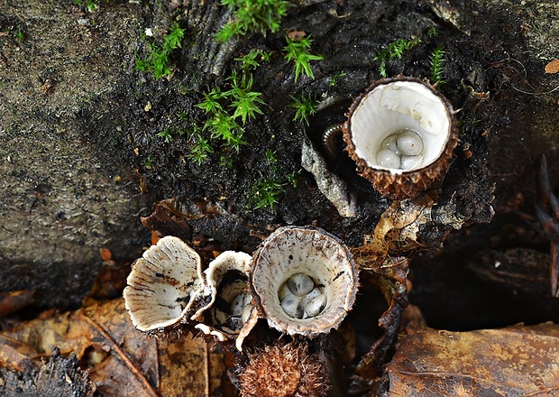 čiaškovec pásikavý Cyathus striatus (Huds.) Willd.