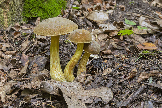 suchohríb Engelov Hortiboletus engelii (Hlaváček) Biketova & Wasser