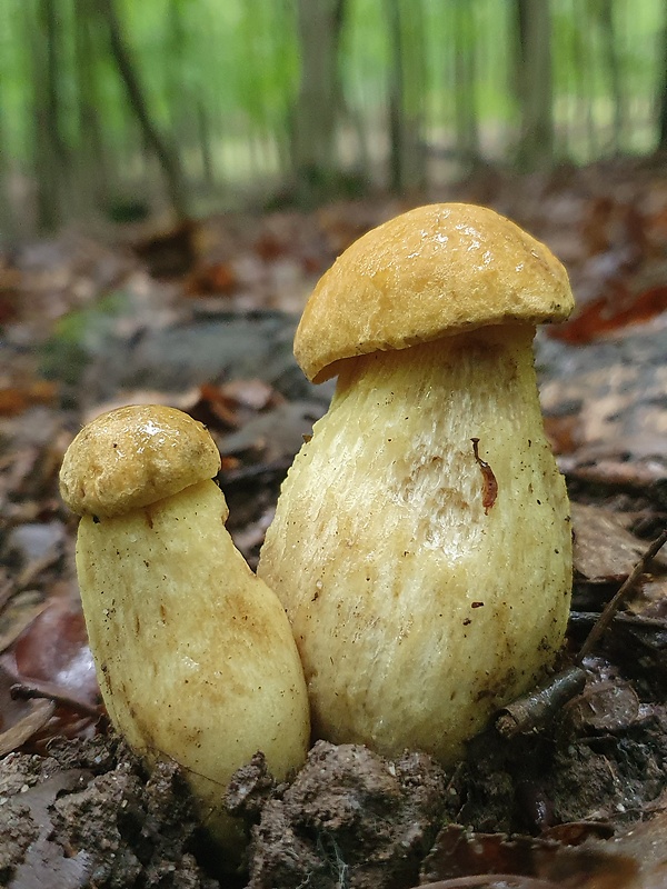 kozák žltopórový Leccinellum crocipodium (Letell.) Della Maggiora & Trassinelli