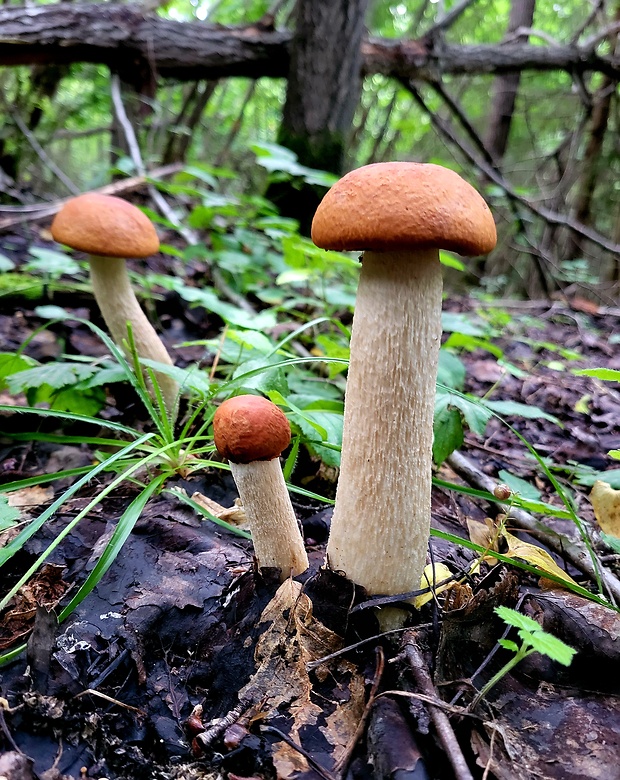 kozák osikový Leccinum albostipitatum den Bakker & Noordel.