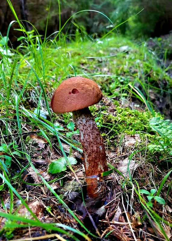 kozák dubový Leccinum aurantiacum (Bull.) Gray