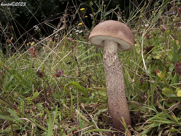 kozák topoľový Leccinum duriusculum (Schulzer ex Kalchbr.) Singer