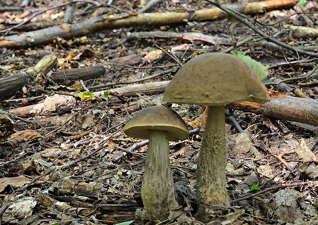 kozák hrabový Leccinum pseudoscabrum (Kallenb.) Šutara